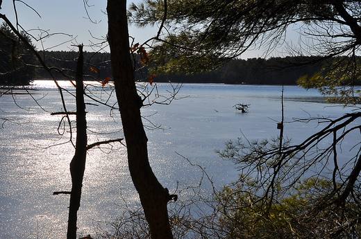 Wetlands in Duxbury